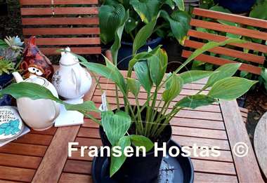 Hosta Speedy Manoeuvres